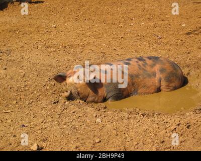 Happy Gloucestershe Old spot pig wapping in fango Sus scrofa domestica Foto Stock