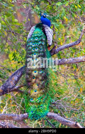 Peacock che si aggracia sul ramo dell'albero, India Foto Stock