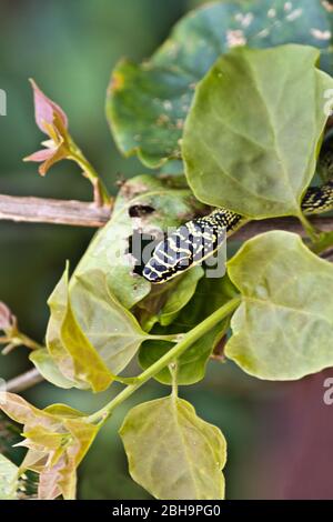 Serpente d'Oro (Chrysopelea ornata) su un albero a Koh Phi Phi Island, Thailandia, Asia Foto Stock