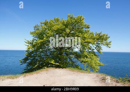 Gesso costa, albero, Parco Nazionale di Jasmund, Sassnitz, isola di Ruegen, Mecklenburg-Vorpommern, Germania, Europa Foto Stock