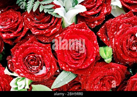 Rose rosse con gocce d'acqua Foto Stock