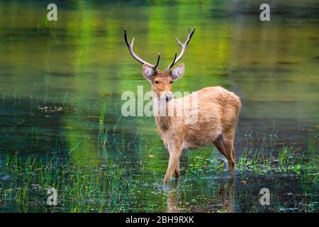 Barasingha (cervi paludoso) in acqua, India Foto Stock