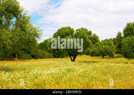 Alberi di olivo in un campo di fiori Foto Stock