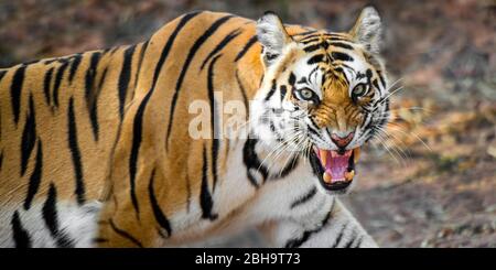 Primo piano della tigre indiana (Panthera tigris tigris), India Foto Stock