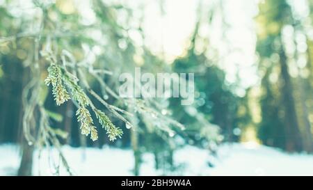 Rami e sole nella foresta in inverno - retroilluminazione e dettagli. Sfondo astratto. Foto Stock