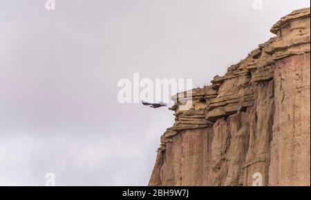 RoadTrip in inverno attraverso il semi-deserto Bardenas Reales, Navarra, Spagna. Riserva della Biosfera UNESCO con, tra gli altri, Castil de Tierra, i Monti Pisquerra e Bardena Blanca. Vulture utilizza le termali. Foto Stock