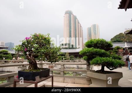 Alberi di Bonsai, Nunnery Chi Lin, Kowloon, Hongkong Foto Stock