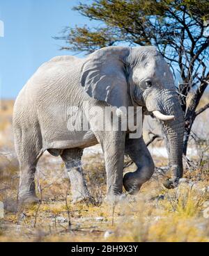 Vista dell'elefante a piedi, del Parco Nazionale Etosha, Namibia Foto Stock