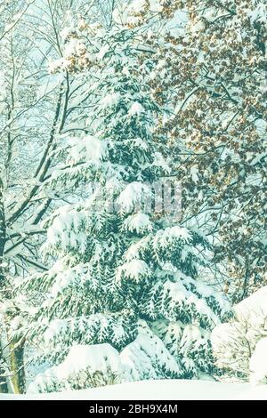 Un albero unico con molta neve sui rami in inverno, neve in Baviera. Foto Stock