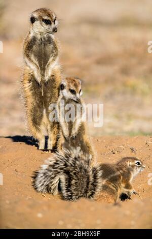 Primo piano della famiglia Meerkat (Suricata suricatta), Kgalagadi Transfrontier Park, Namibia, Africa Foto Stock