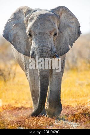 Primo piano di elefante a piedi, Parco Nazionale Etosha, Namibia, Africa Foto Stock