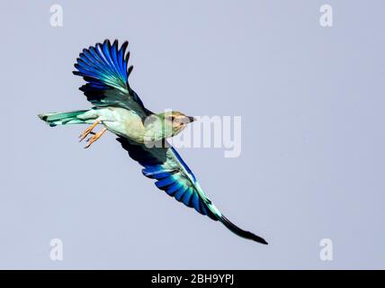 Vista del volo di un rullo europeo (Coracias garrulus), Ngorongoro Conservation Area, Tanzania, Africa Foto Stock