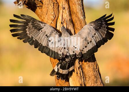 Vista posteriore del harrier-hawk africano (Polyboroides typus) su albero, Tarangire National Park, Tanzania, Africa Foto Stock