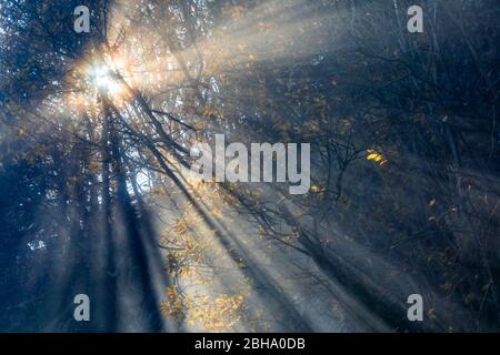 Rami con colori autum, luce che filtra attraverso la nebbia, montare Grappa, Veneto, Italia Foto Stock