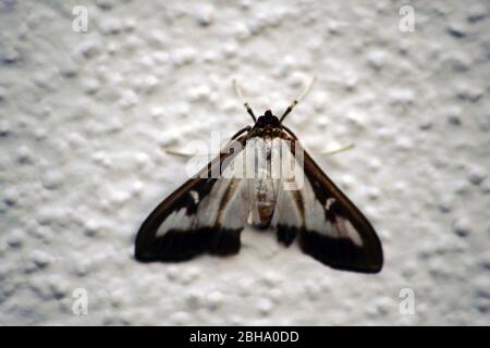 Una macro closeup di una scatola albero moth su un bianco parete sgranate. Foto Stock