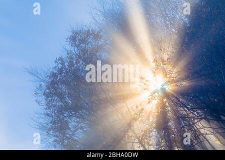Rami con colori autum, luce che filtra attraverso la nebbia, montare Grappa, Veneto, Italia Foto Stock