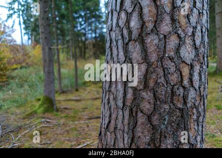 Albero in primo piano Foto Stock