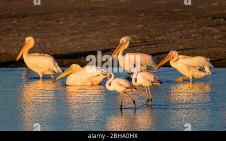 Grandi pellicani bianchi (Pelecanus onocrotalus) in acqua, Swakopmund, Namibia Foto Stock