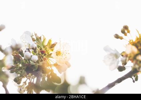 Fioritura astratta, fiori di ciliegia acora, Prunus cerasus Foto Stock