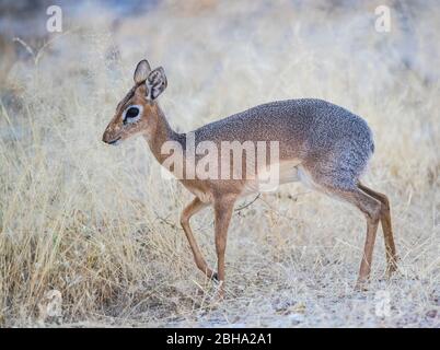 Impala (Aepyceros melampus) vitello, Etosha Parco Nazionale, Namibia Foto Stock