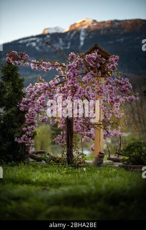 Garden in spring, blooming cherry tree in front of bird house Foto Stock