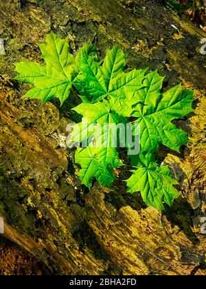 Foglie di acero in primavera Foto Stock