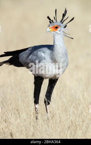 Primo piano ritratto di Segretario uccello (Sagittario serpentarius), Kgalagadi Transfrontier Park, Namibia, Africa Foto Stock