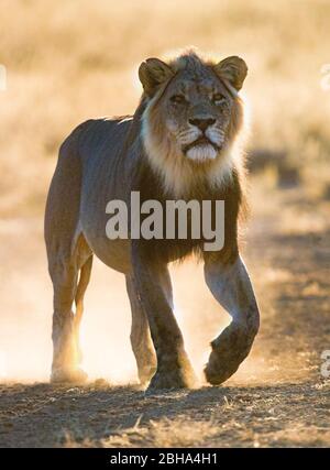 Primo piano del leone, Kgalagadi Transfrontier Park, Namibia Foto Stock