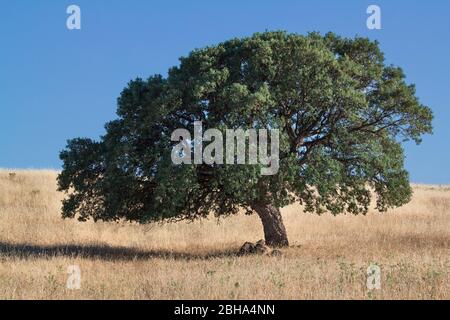 Quercia di Cork (Quercus suber), Costa Rei, Villasimius, Cagliari, Sardegna, Italia Foto Stock