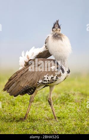 Primo piano del kori bustard (Ardeotis kori), cratere di Ngorongoro, Tanzania Foto Stock