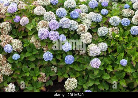 Ortensie blu Foto Stock