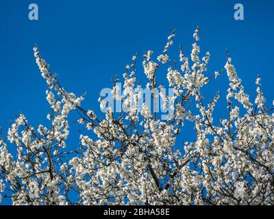 Splendida fioritura susino (Prunus domestica) nella parte anteriore del cielo blu in primavera, in Baviera, Germania, Europa Foto Stock