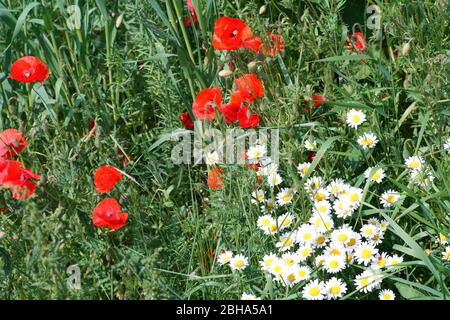 Papavero rosso fiori e margherite bianco sul bordo di un campo, circondato da erba. Foto Stock