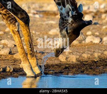 Primo piano dell'acqua potabile della giraffa meridionale, Parco Nazionale Etosha, Namibia Foto Stock