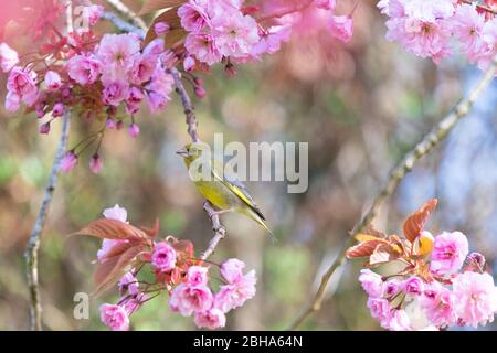 Verdino europeo - Fringillidae - arroccato sul ramo in fiore albero di ciliegio in primavera - Scozia, UK Foto Stock