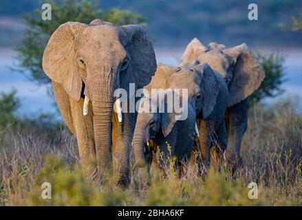Mandria di elefanti africani (Loxodonta africana), Ngorongoro Conservation Area, Tanzania Foto Stock