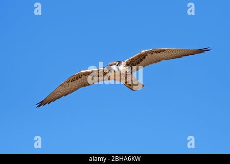 Maschio immaturo lanner falcon (Falco biarmicus), Kgalagadi Transfrontier Park, Sudafrica Foto Stock