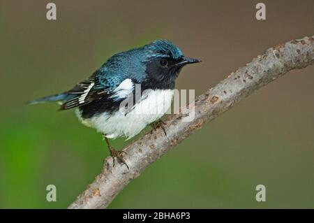 Verdaiolo blu con gola nera nella migrazione primaverile, Foto Stock