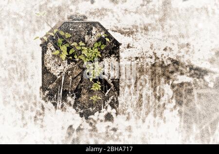 Ex lanterna interruttore, erba, pianta, ferale, [M], elaborato digitalmente, Color Key, RailArt Foto Stock