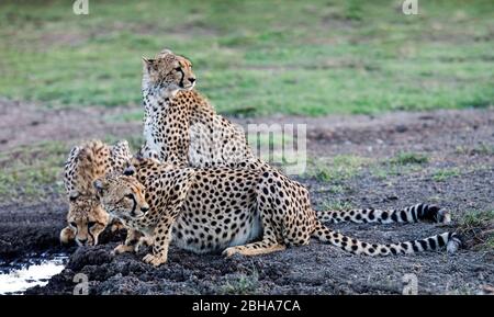 Gruppo di ghepardi (Acinonyx jubatus) presso il bacino idropedico, Ngorongoro Conservation Area, Tanzania Foto Stock