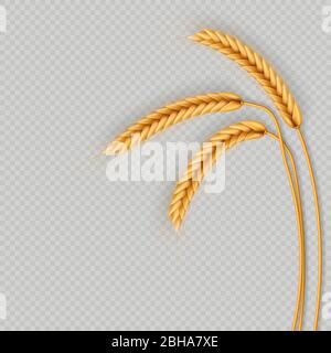 Mazzo di spighe di grano, secchi interi grani realistic illustrazione telaio isolato su sfondo trasparente. Modello di oggetti da forno. Corona di grano Illustrazione Vettoriale