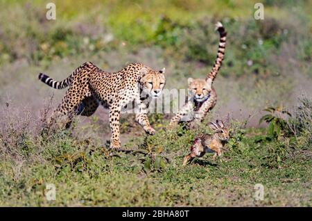 Gheetah (Acinonyx jubatus) per adulti e cucciolo a caccia di coniglio, Ngorongoro Conservation Area, Tanzania Foto Stock