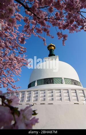 Vienna, Vienna: pagoda Pace Pagoda, Buddismo, ciliegia fiorita nel 02. Leopoldstadt, Vienna, Austria Foto Stock