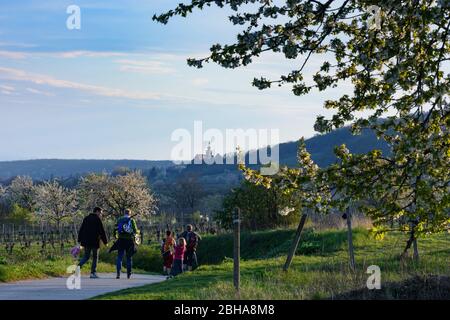 Donnerskirchen: Albero di ciliegio Blossom, vigneto, persone, vista alla chiesa Donnerskirchen nel lago Neusiedl, Burgenland, Austria Foto Stock