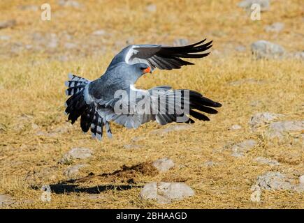 Vista del Goshawk oscuro cantante (Melierax metabates) Etosha National Park, Namibia, Africa Foto Stock