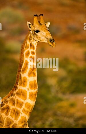 Ritratto della giraffa meridionale (Giraffa), Damaraland, Namibia, Africa Foto Stock