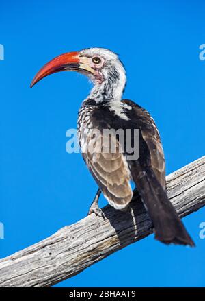 Primo piano del becco rosso (Tockus erythrorhynchus) Parco Nazionale Etosha, Namibia, Africa Foto Stock