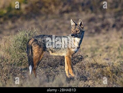 Ritratto di jackal a strisce laterali (Canis adustus), Ngorongoro Conservation Area, Tanzania, Africa Foto Stock