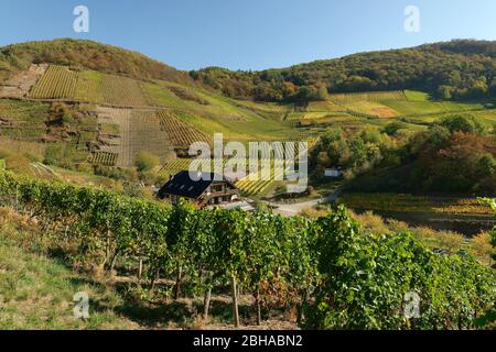 Ostrich business Weinhaus Michelishof sulla pista del vino rosso a Mayschoß nella valle di Ahr, Eifel, Renania-Palatinato, Germania Foto Stock