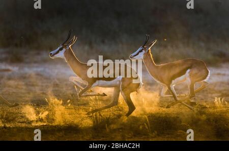 Vista di due Springbok (Antidorcas marsupialis) in esecuzione, Kgalagadi Transfrontier Park, Namibia, Africa Foto Stock